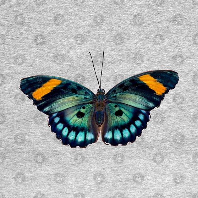 Blue and black striped Butterfly by Eveline D’souza